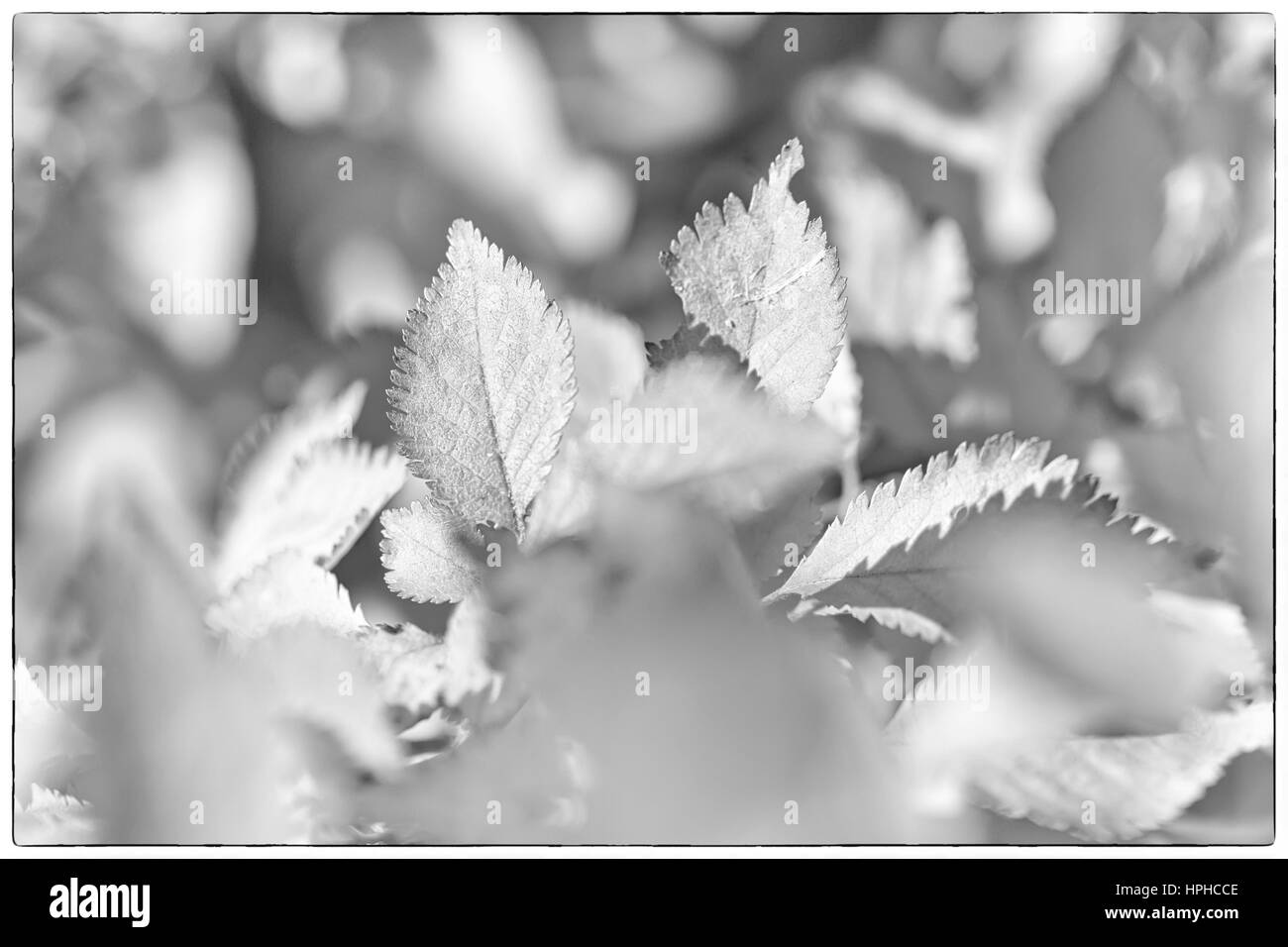 Ein schwarz-weiß Foto Herbstlaub, sehr flachen Fokus Stockfoto