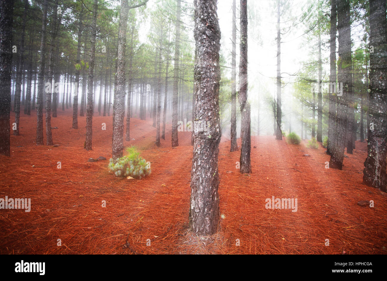 Nebelige Landschaft in Gran Canaria, Spanien Stockfoto