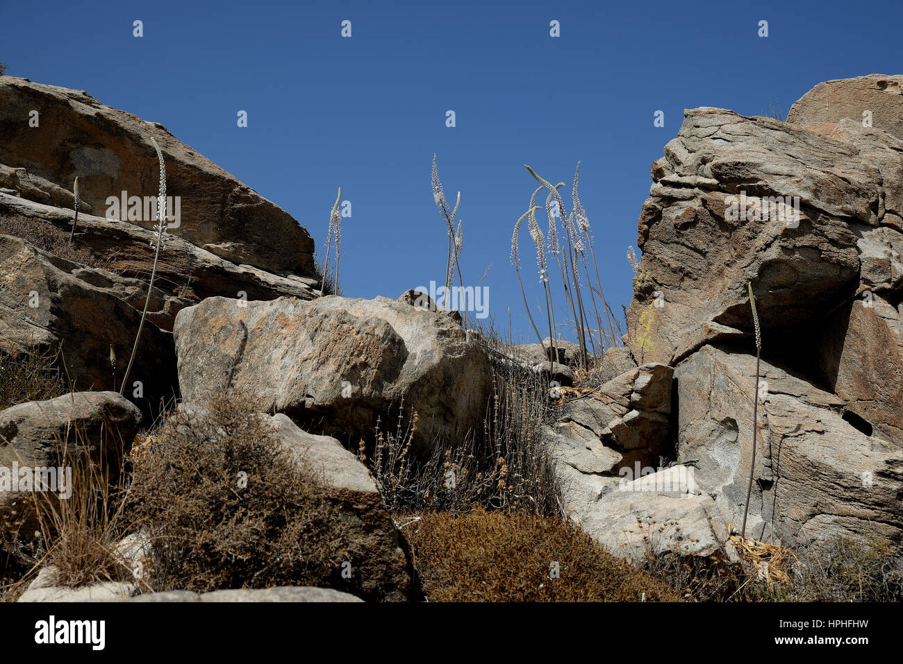 Drimia Numidica ist am Kolimbithres Strand. Stockfoto