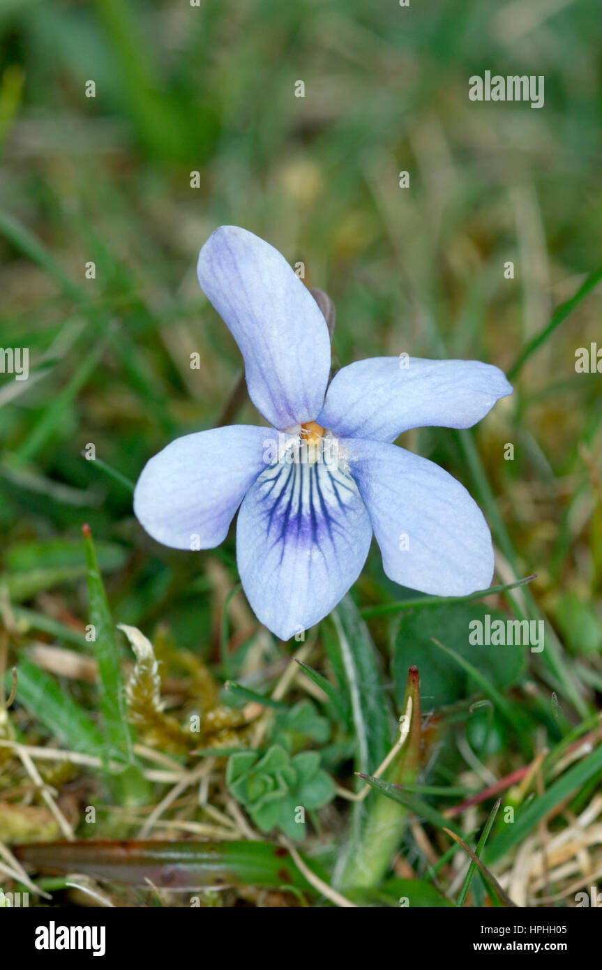Heide Hund-Veilchen - Viola Canina (Violaceae) Stockfoto