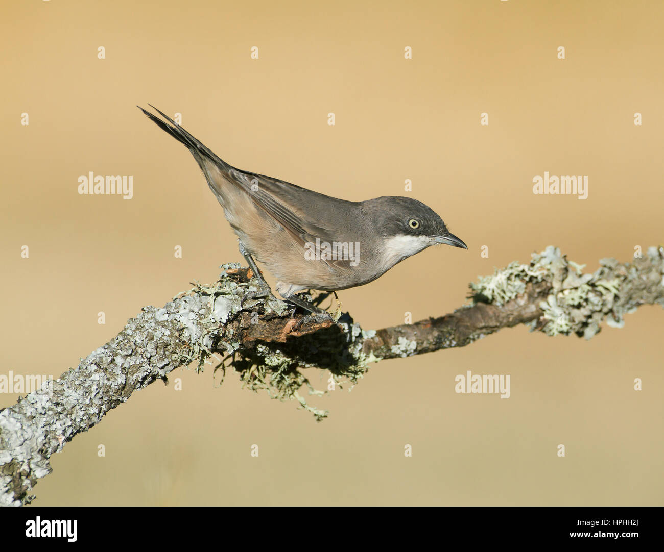 Westlichen Orphean Warbler - Sylvia hortensis Stockfoto