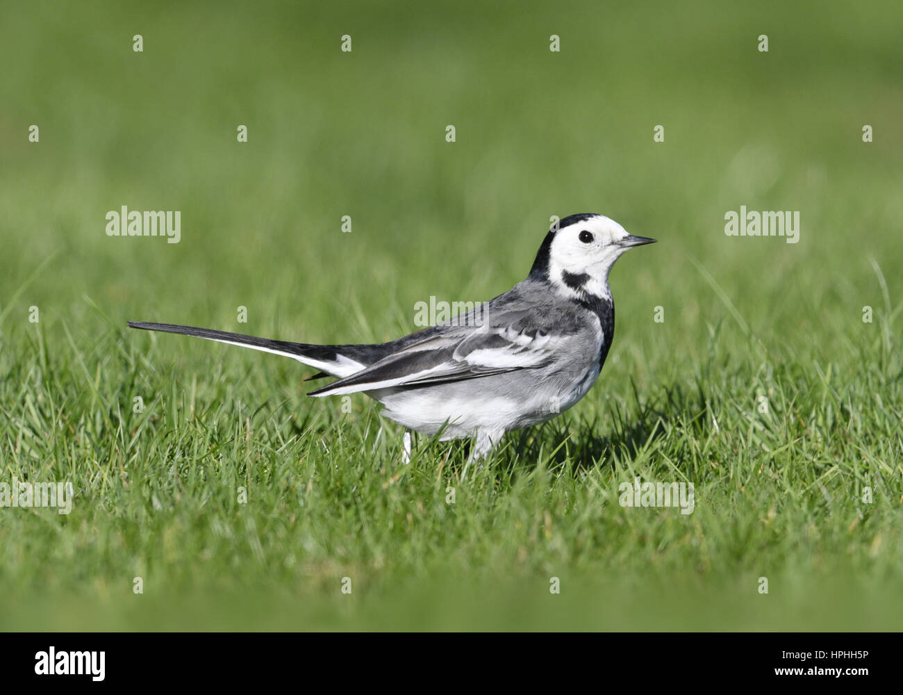 Trauerschnäpper Bachstelze - Motacilla Alba yarrellii Stockfoto