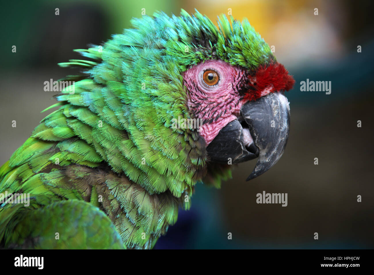 Scruffy grüne Ara mit grün blaue Federn & rosa & rote Markierungen auf Gesicht, Santa Marta, Kolumbien. Stockfoto