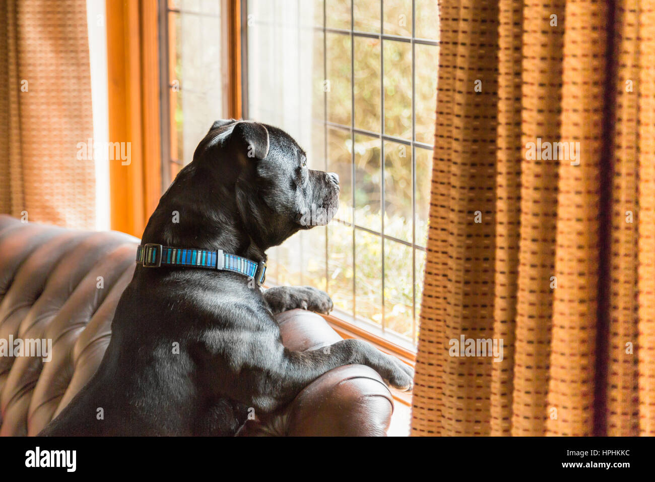 Staffordshire Bull Terrier Hund sitzt auf einem Ledersofa in einem Haus mit seinen Pfoten auf der Rückblick von einem traditionellen Stil Spitze gesäumt Fenster. Stockfoto