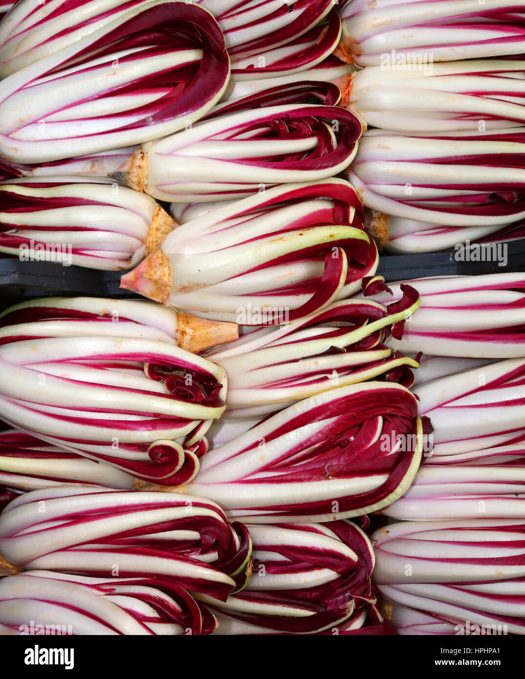 Hintergrund der rote Chicorée namens Radicchio Rosso di Treviso in Italien zu verkaufen in der Gemüsehändler Stockfoto