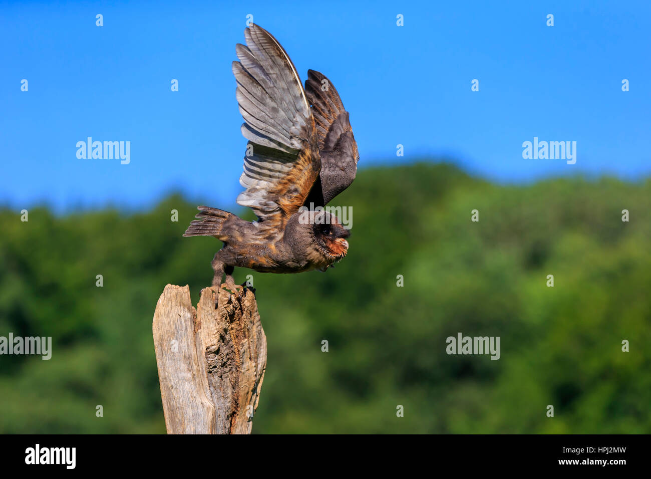 Schleiereule Sao Tome, (Tyto Thomensis), Erwachsene auf Zweig beginnt fliegen Pelm, Kasselburg, Eifel, Deutschland, Europa Stockfoto