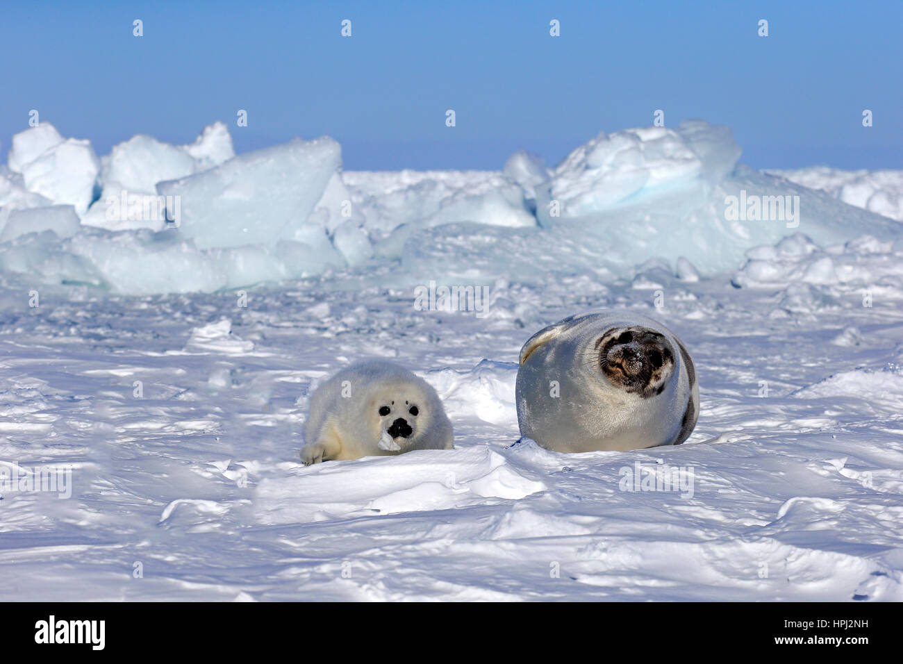 Harp Seal Saddleback Siegel, (Pagophilus Groenlandicus), Phoca Groenlandica, Mutter mit jungen auf Packeis, Magdalen Inseln, St.-Lorenz-Golf, Que Stockfoto