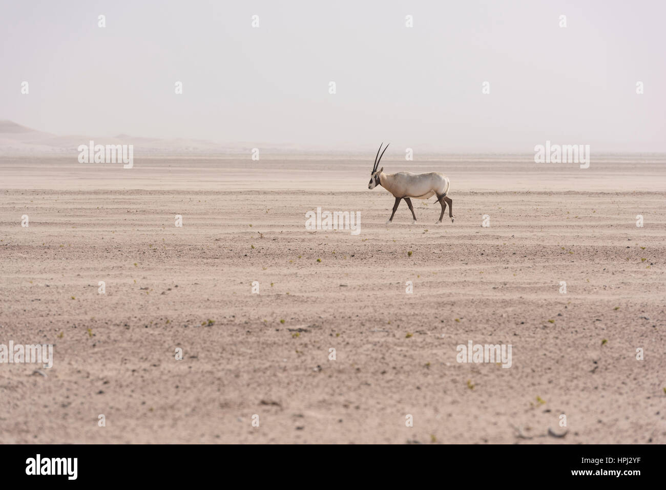 Ein arabischer Oryx spaziert durch die Wüste des Nahen Ostens und hebt die Beobachtung von Wildtieren und heiße und trockene natürliche Lebensräume hervor, Wüstenlandschaft Stockfoto