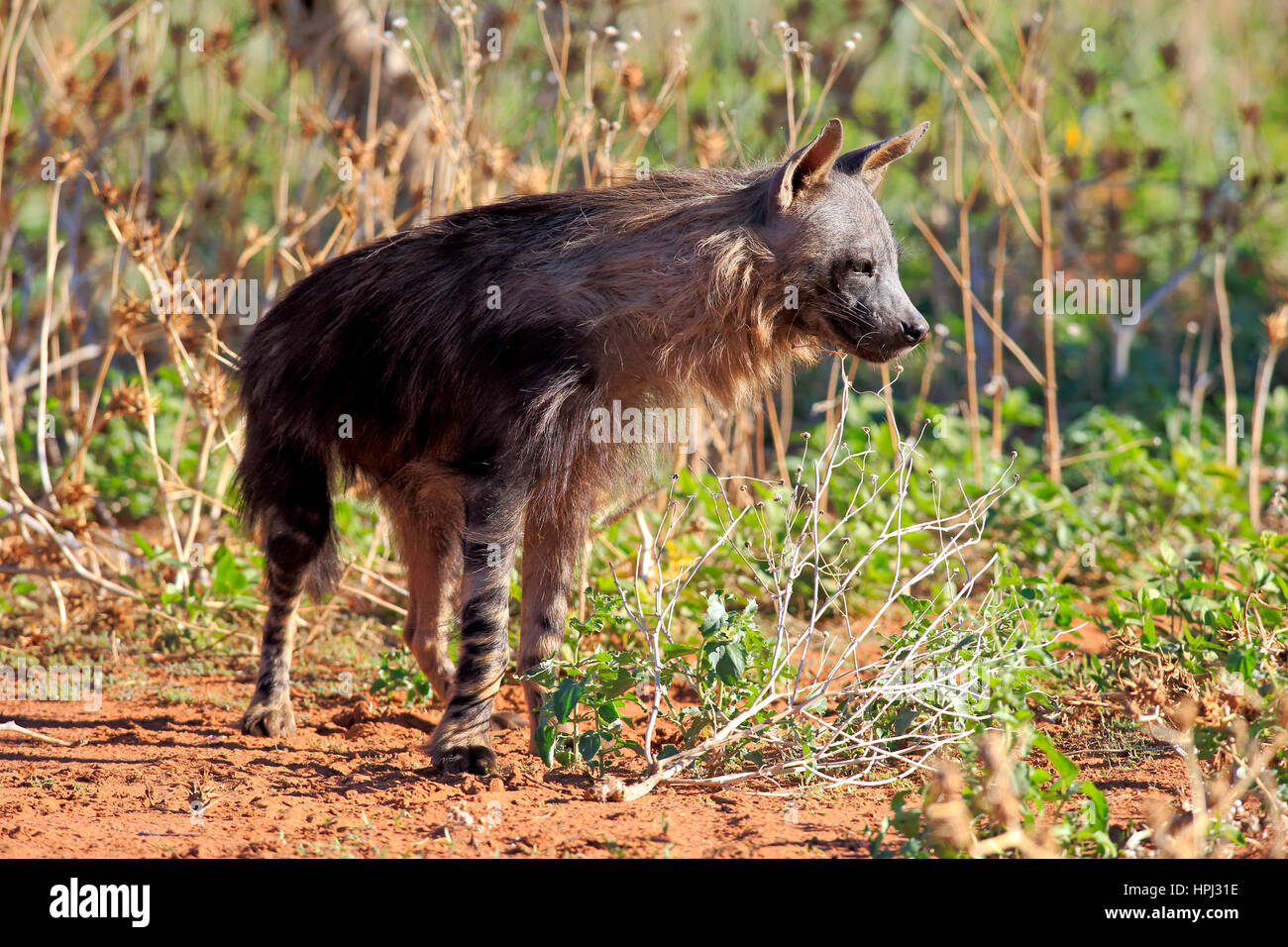 Braune Hyäne, (Parahyaena Brunnea), Erwachsene, Wildreservat Tswalu Kalahari, Northern Cape, Südafrika, Afrika Stockfoto