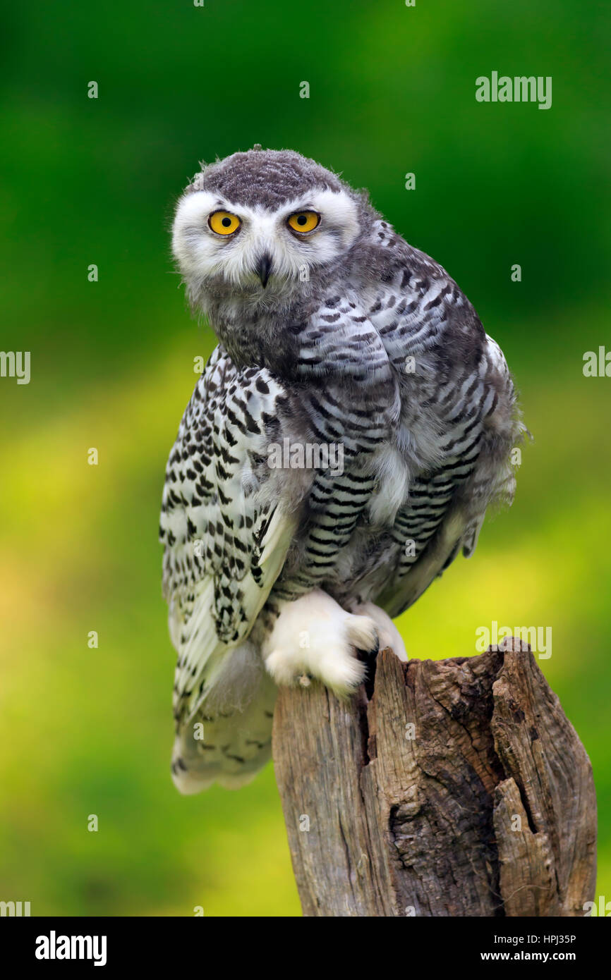 Schneeeule, (Nyctea Scandiaca), Erwachsene Zweig Alarmbereitschaft, Pelm, Kasselburg, Eifel, Deutschland, Europa Stockfoto