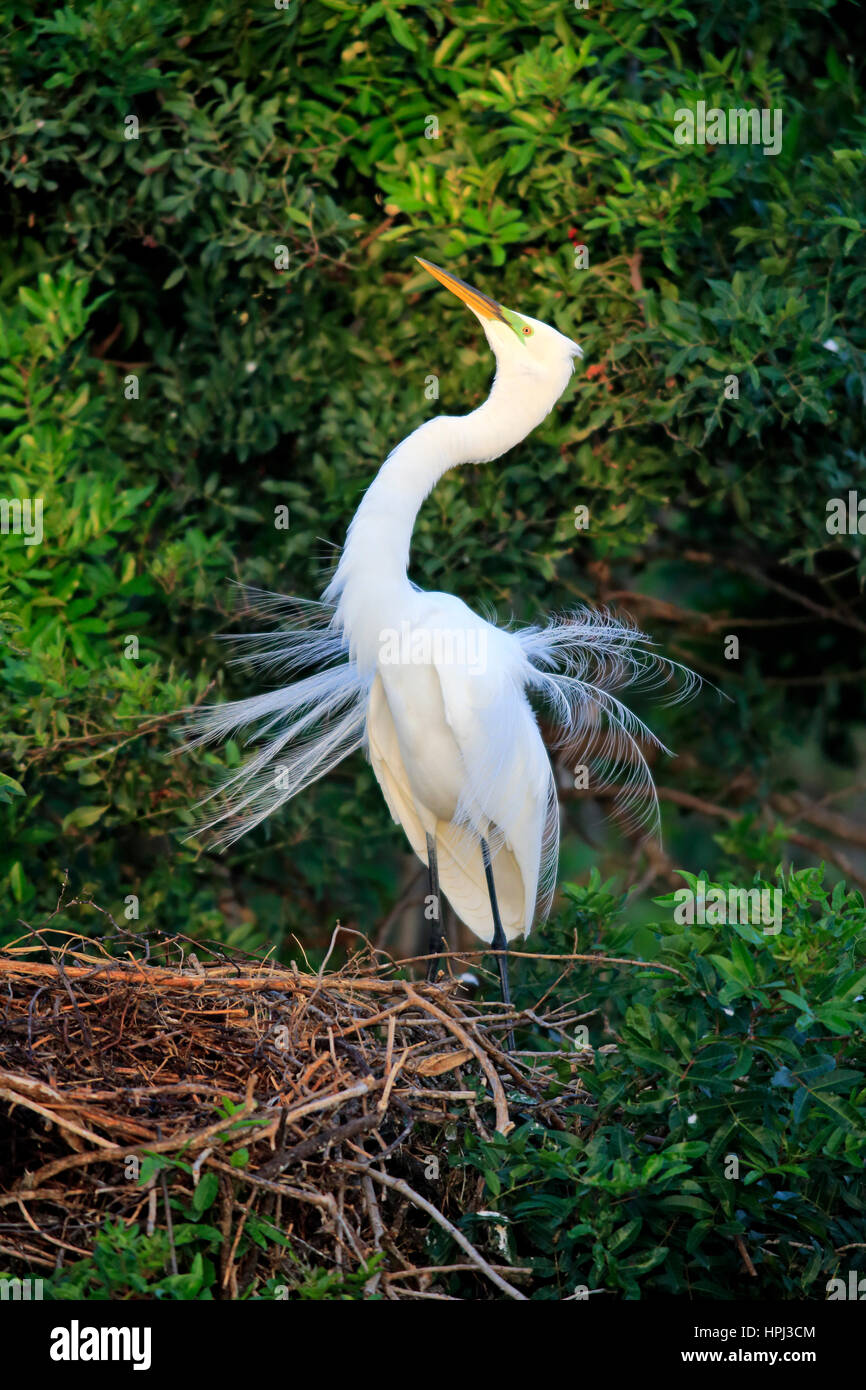 Silberreiher, (Ardea Alba), Venedig Rookery, Venice, Florida, USA, Nordamerika, Erwachsenen den Hof in der Zucht Gefieder am Nest Stockfoto