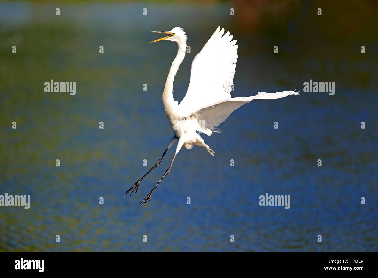 Silberreiher, (Ardea Alba), Venedig Rookery, Venice, Florida, USA, Nordamerika, Erwachsenen fliegen Stockfoto