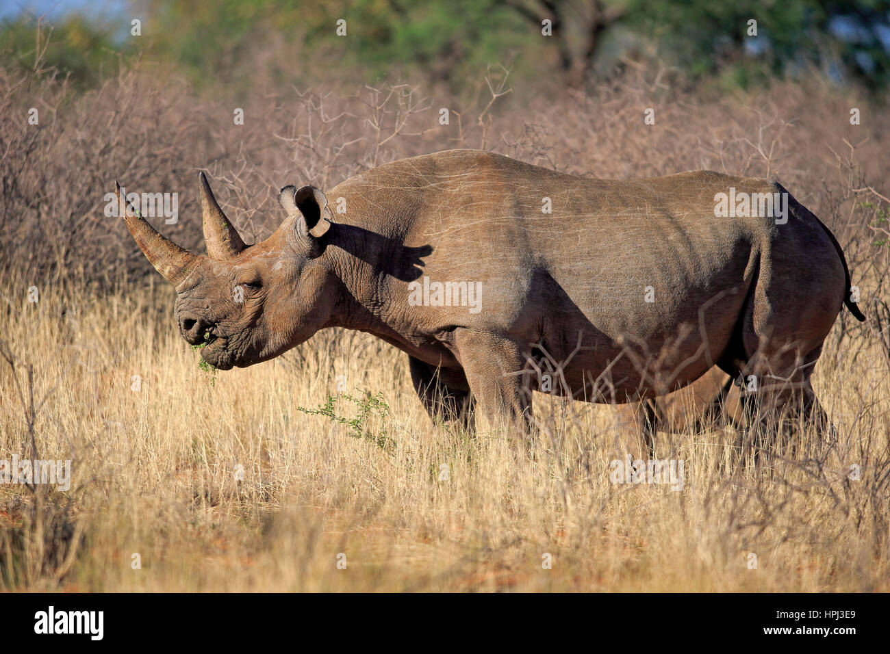 Spitzmaulnashorn, Haken-lippige Rhinoceros, (Diceros Bicornis), erwachsenes Weibchen füttern, Wildreservat Tswalu Kalahari, Northern Cape, Südafrika, Afrika Stockfoto