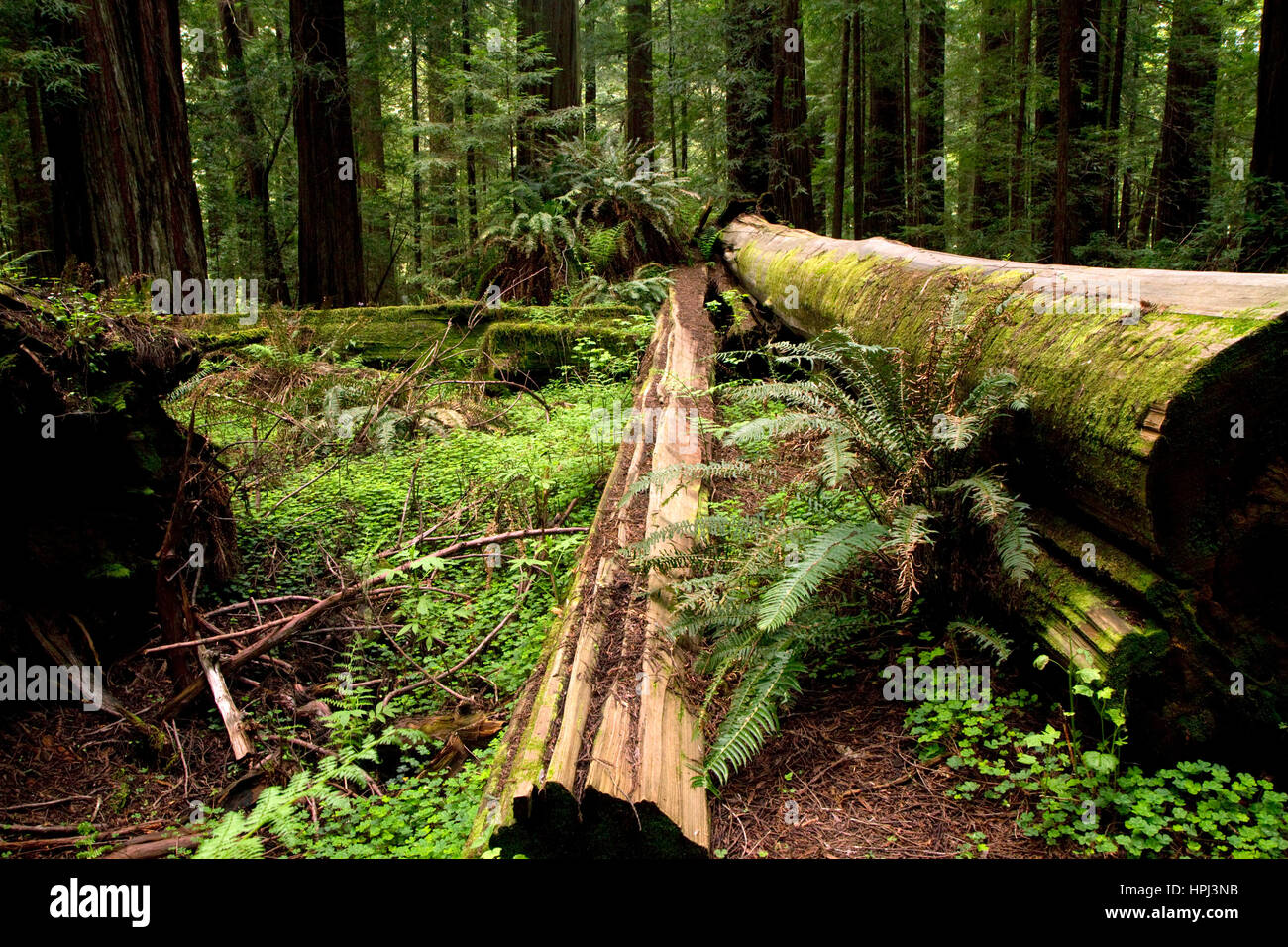 Gefallenen Redwood-Bäume und Farne auf dem Waldboden in Nord-Kalifornien, USA. Stockfoto