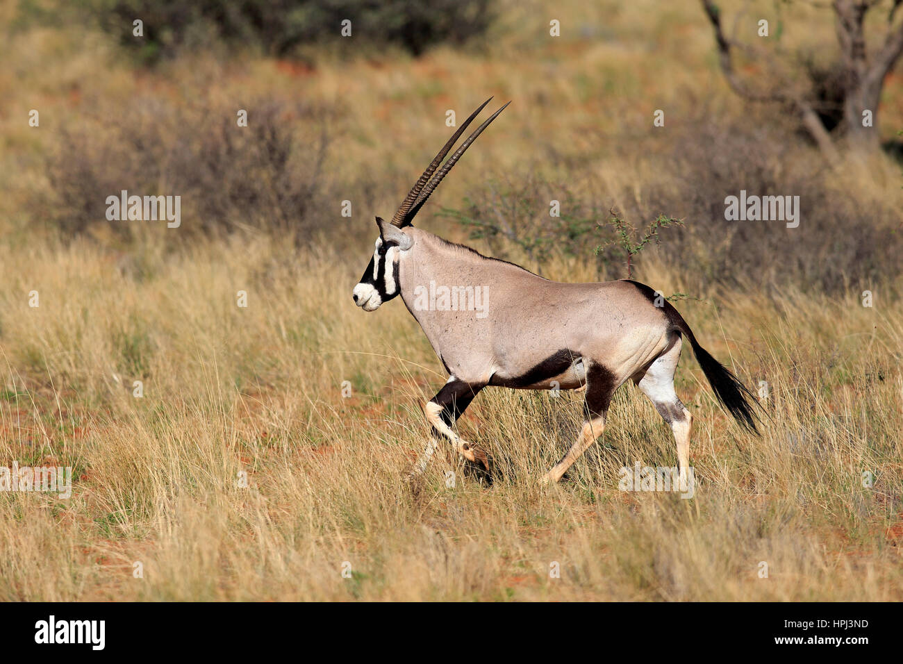 Gemsbock, Oryx, Oryx (Oryx Gazella) Erwachsenen ausgeführt, Tswalu Game Reserve, Kalahari, Northern Cape, Südafrika, Afrika Stockfoto