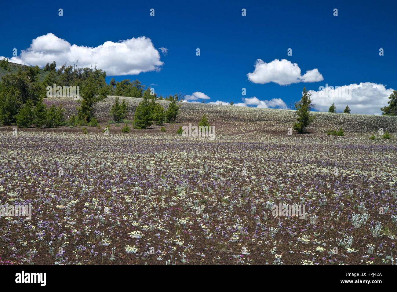 Wildblumenwiese im Krater des Moon National Monument Stockfoto