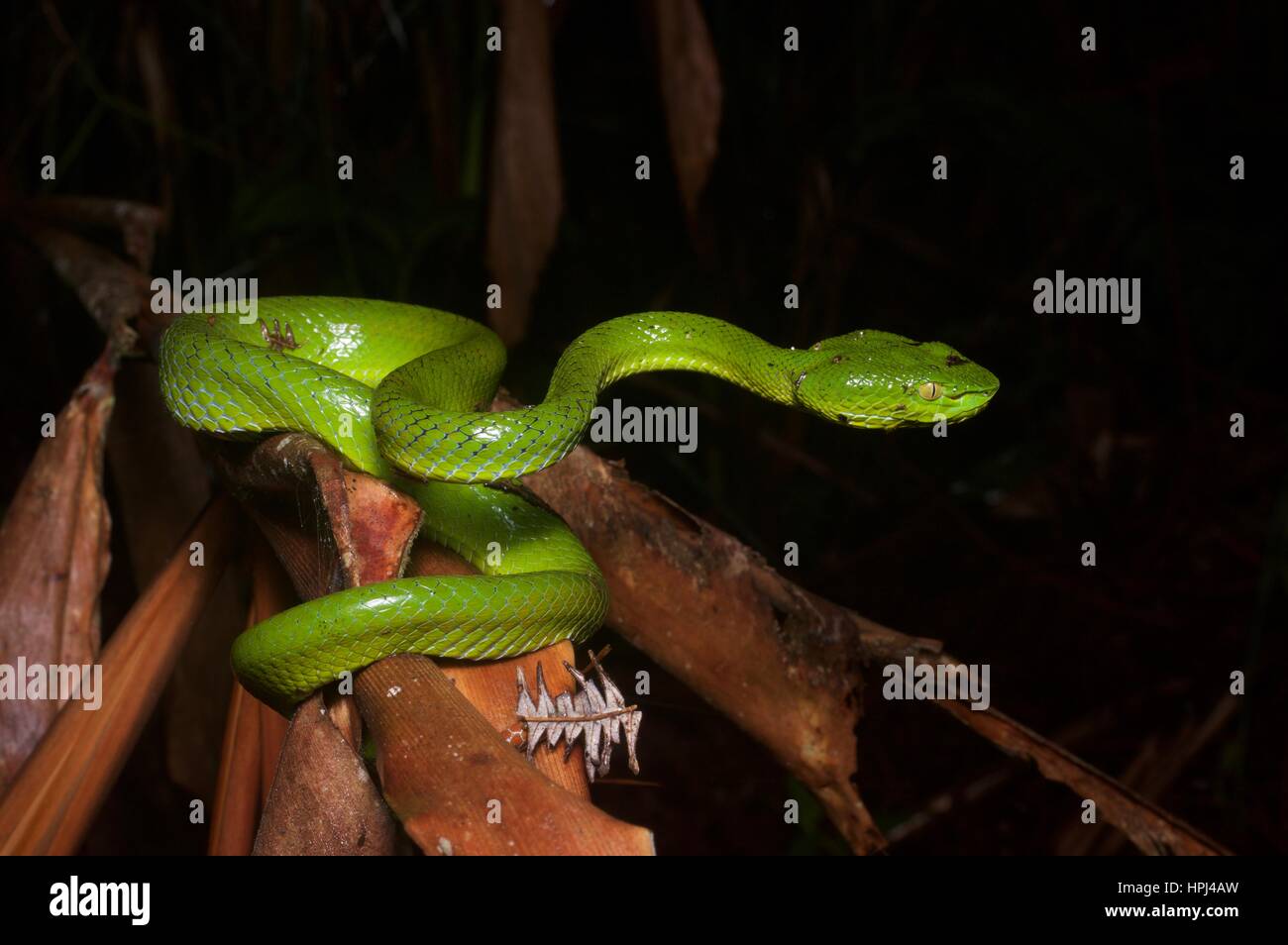 Eine weibliche siamesische Halbinsel Grubenotter (Trimeresurus Fucatus) in den Regenwald in der Nacht in Frasers Hill, Pahang, Malaysia Stockfoto Eine weibliche siamesische Halbinsel Grubenotter (Trimeresurus Fucatus) in den Regenwald in der Nacht in Frasers Hill, Pahang, Malaysia Stockfoto