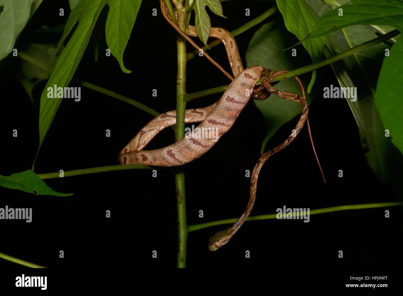 Eine weiß gefleckten Katze Schlange (Boiga Drapiezii) in Regenwaldvegetation nachts in Ulu Semenyih, Selangor, Malaysia Stockfoto