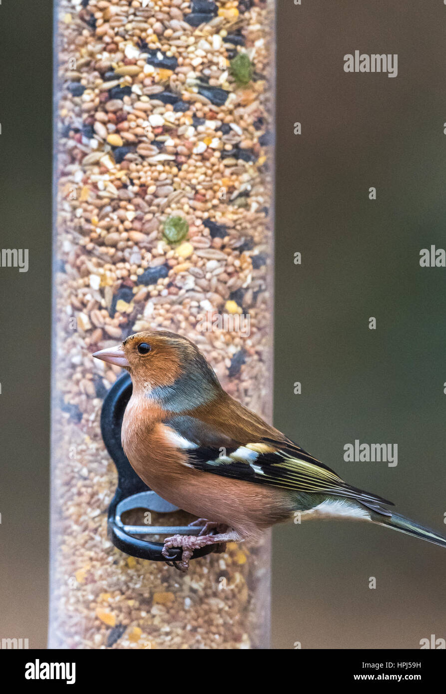 Erwachsene männliche Buchfink suchte ein Vogelhaus Stockfoto