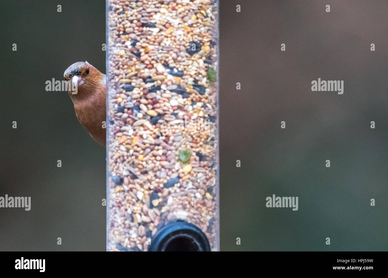 Erwachsene männliche Buchfink suchte ein Vogelhaus Stockfoto