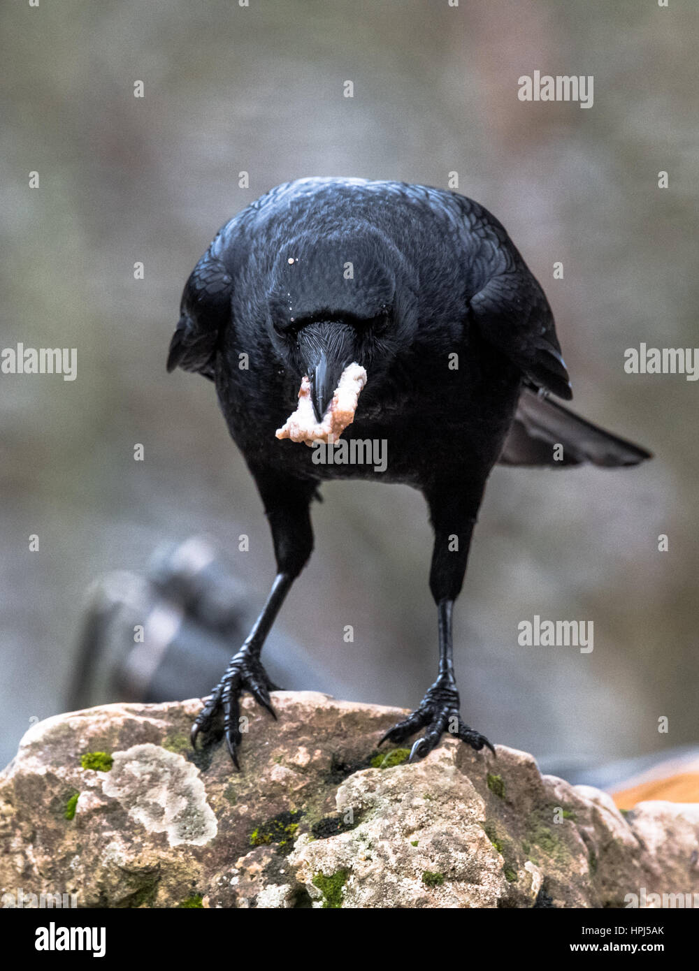 Große schwarze Vogel die AAS-Krähe. Stockfoto