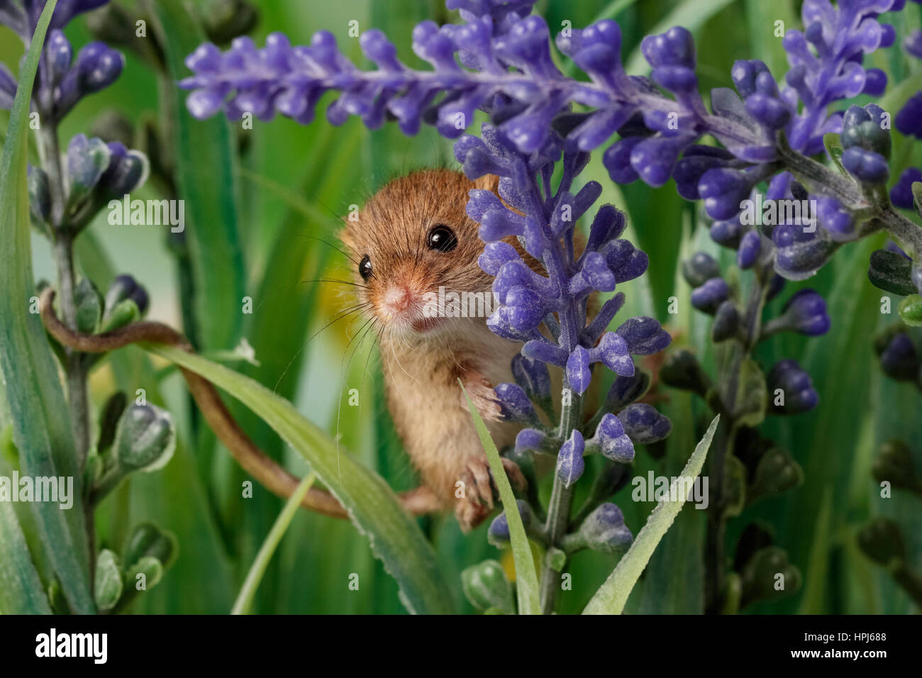 Feld Maus saß in Blumen Stockfoto