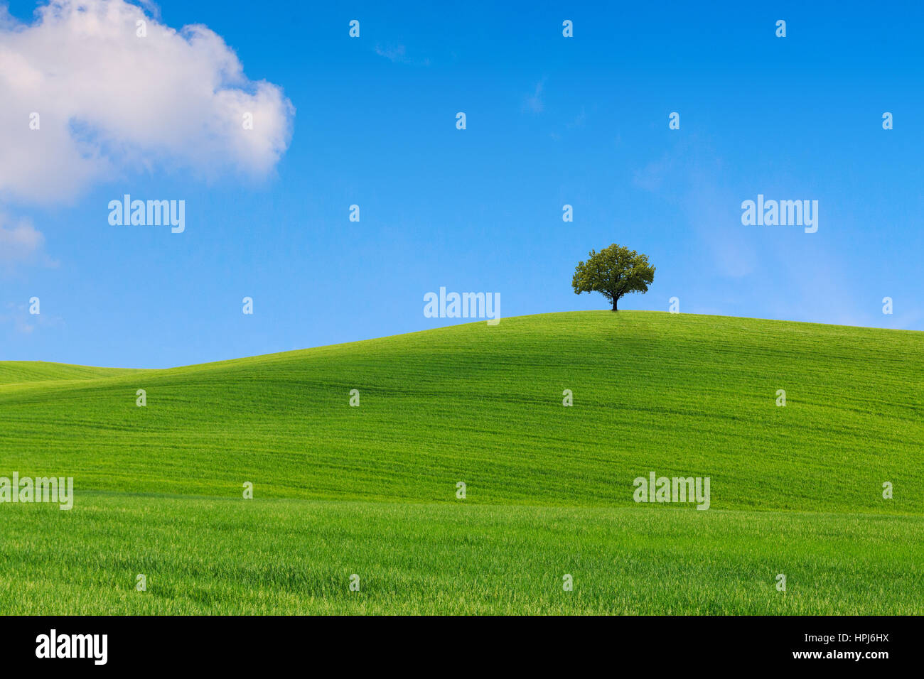 Toskana Landschaft, schöne grüne Hügel und einsame Baum Frühling in Italien, Europa Stockfoto