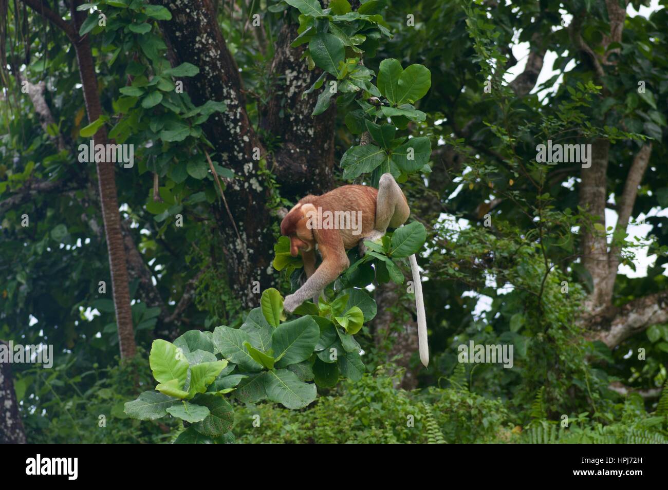 Eines erwachsenen männlichen Nasenaffe (Nasalis Larvatus) Weiden in einem Baum im Bako Nationalpark, Sarawak, Ost-Malaysia, Borneo Stockfoto