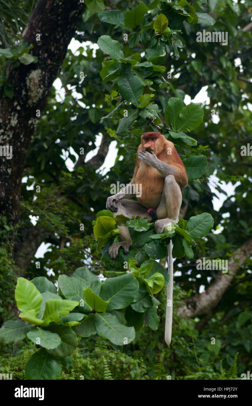 Eines erwachsenen männlichen Nasenaffe (Nasalis Larvatus) auf dem Dach eine Holzkonstruktion im Bako Nationalpark, Sarawak, Ost-Malaysia, Borneo Stockfoto
