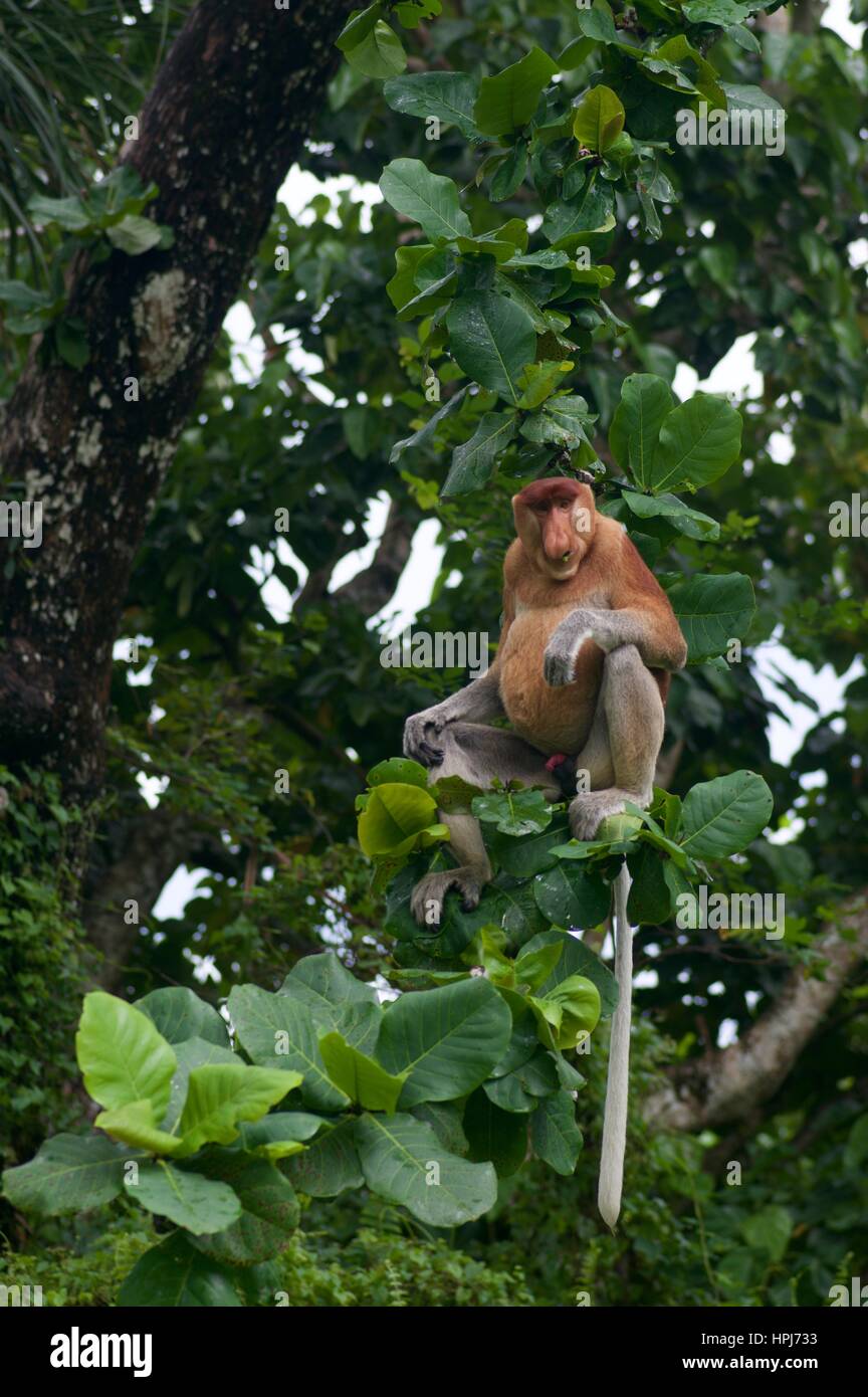 Eines erwachsenen männlichen Nasenaffe (Nasalis Larvatus) auf dem Dach eine Holzkonstruktion im Bako Nationalpark, Sarawak, Ost-Malaysia, Borneo Stockfoto