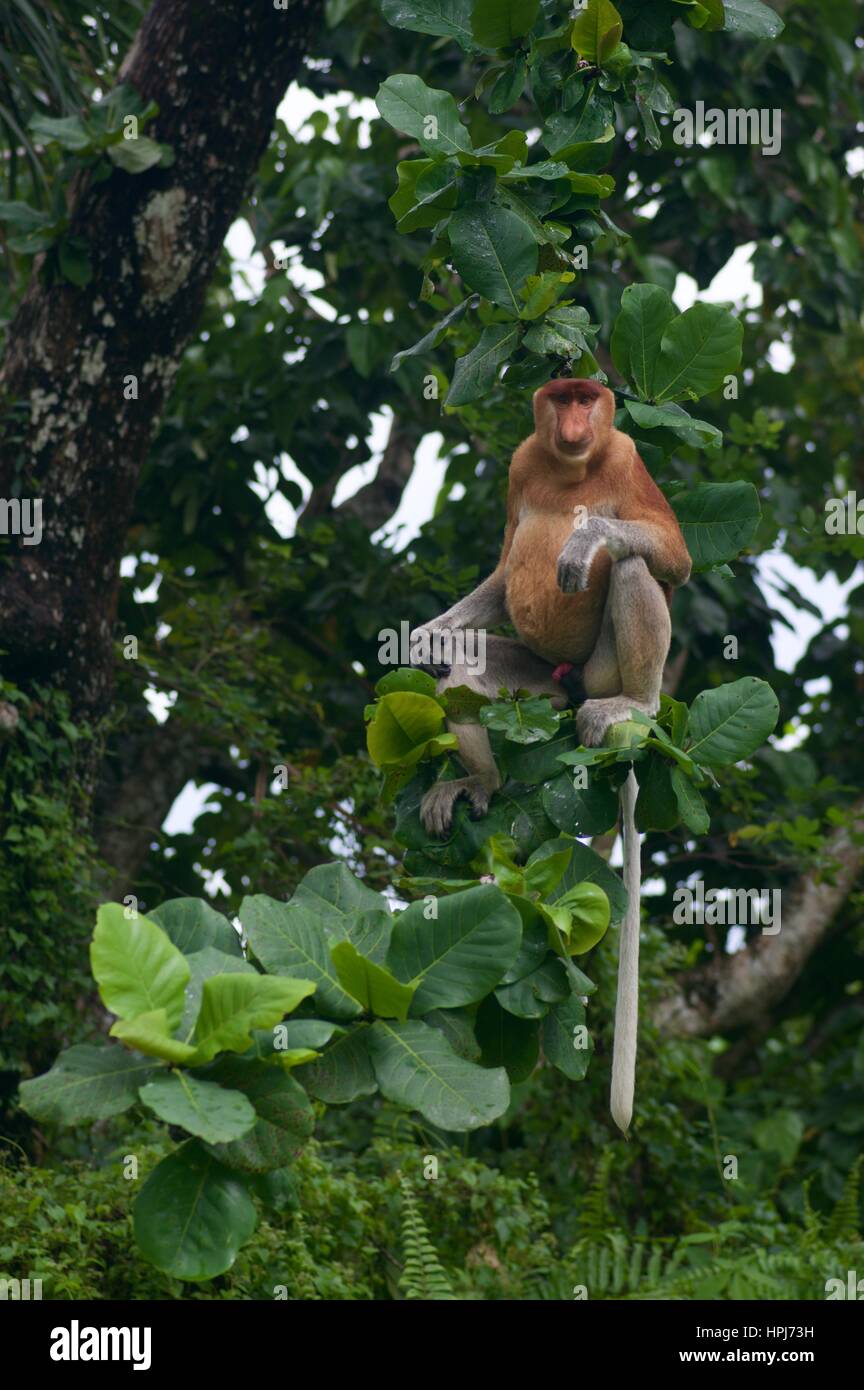 Eines erwachsenen männlichen Nasenaffe (Nasalis Larvatus) auf dem Dach eine Holzkonstruktion im Bako Nationalpark, Sarawak, Ost-Malaysia, Borneo Stockfoto