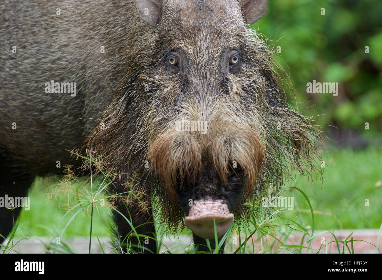 Nahaufnahme von einem Bornean bärtigen Schwein (Sus Barbatus) im Bako Nationalpark, Sarawak, Ost-Malaysia, Borneo Stockfoto