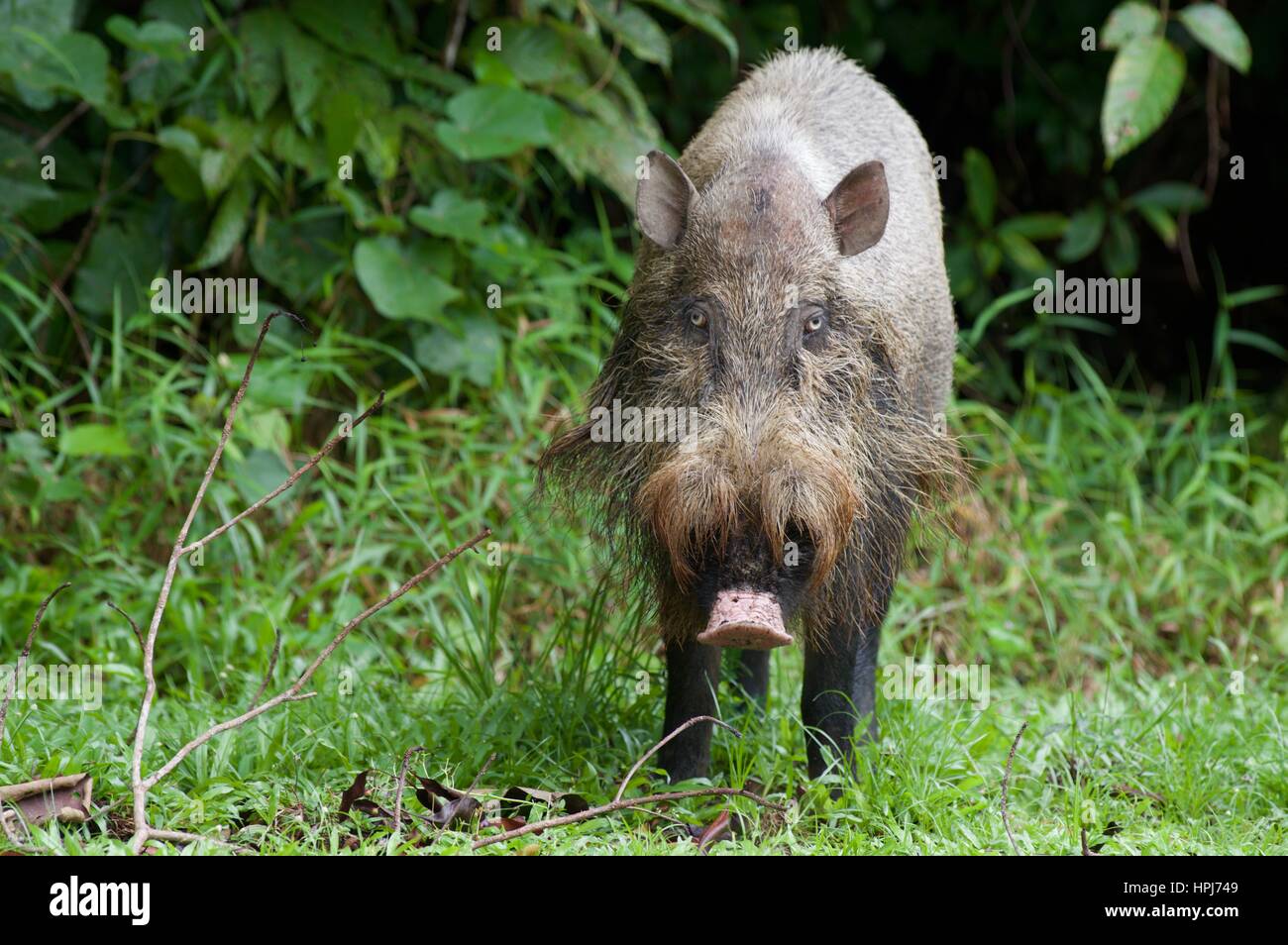 Ein Bornean bärtigen Schwein (Sus Barbatus) im Bako Nationalpark, Sarawak, Ost-Malaysia, Borneo Stockfoto