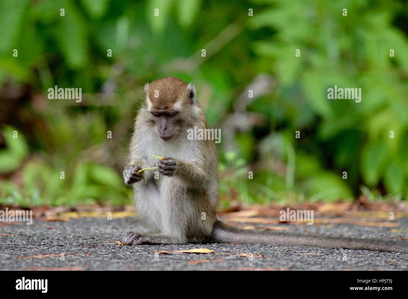 Ein Long-tailed Macaque (Macaca Fascicularis) am Straßenrand in der Halbinsel Santubong, Sarawak, Ost-Malaysia, Borneo Stockfoto