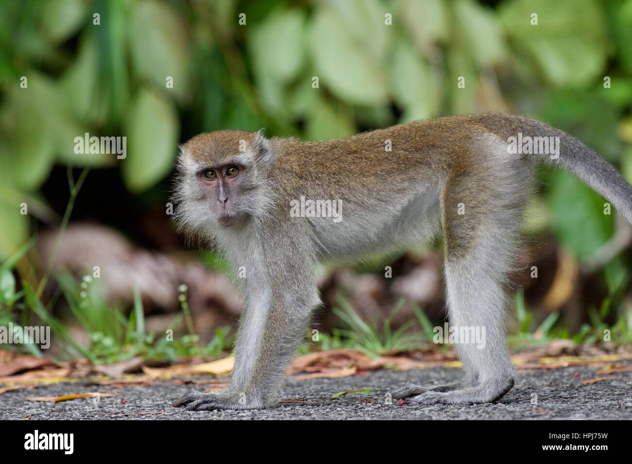 Ein Long-tailed Macaque (Macaca Fascicularis) am Straßenrand in der Halbinsel Santubong, Sarawak, Ost-Malaysia, Borneo Stockfoto