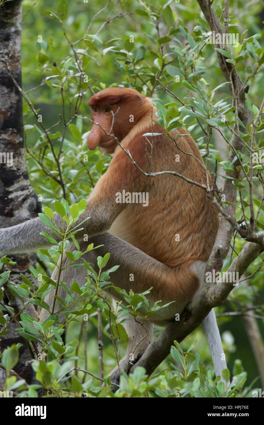 Eines erwachsenen männlichen Nasenaffe (Nasalis Larvatus) Weiden in einem Baum im Bako Nationalpark, Sarawak, Ost-Malaysia, Borneo Stockfoto