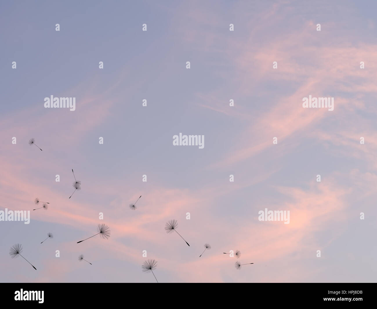 Löwenzahnsamen und Sonnenuntergang Himmel Zeit vorbei, Passanten Konzept. Das Ende des Tages Hintergrund. Stockfoto