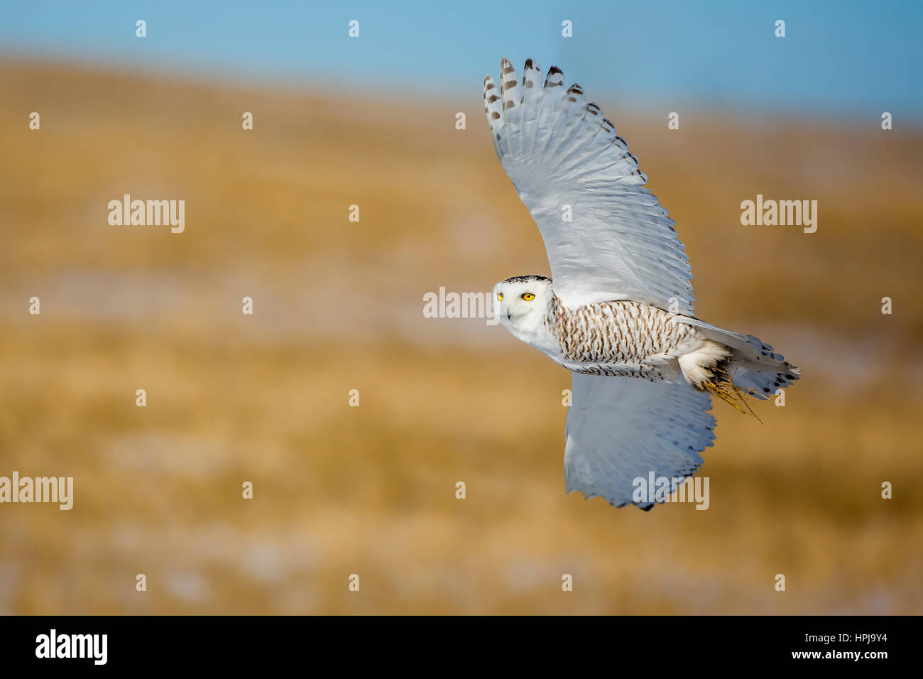 Snowy Owl auf der kanadischen Prärie. Stockfoto
