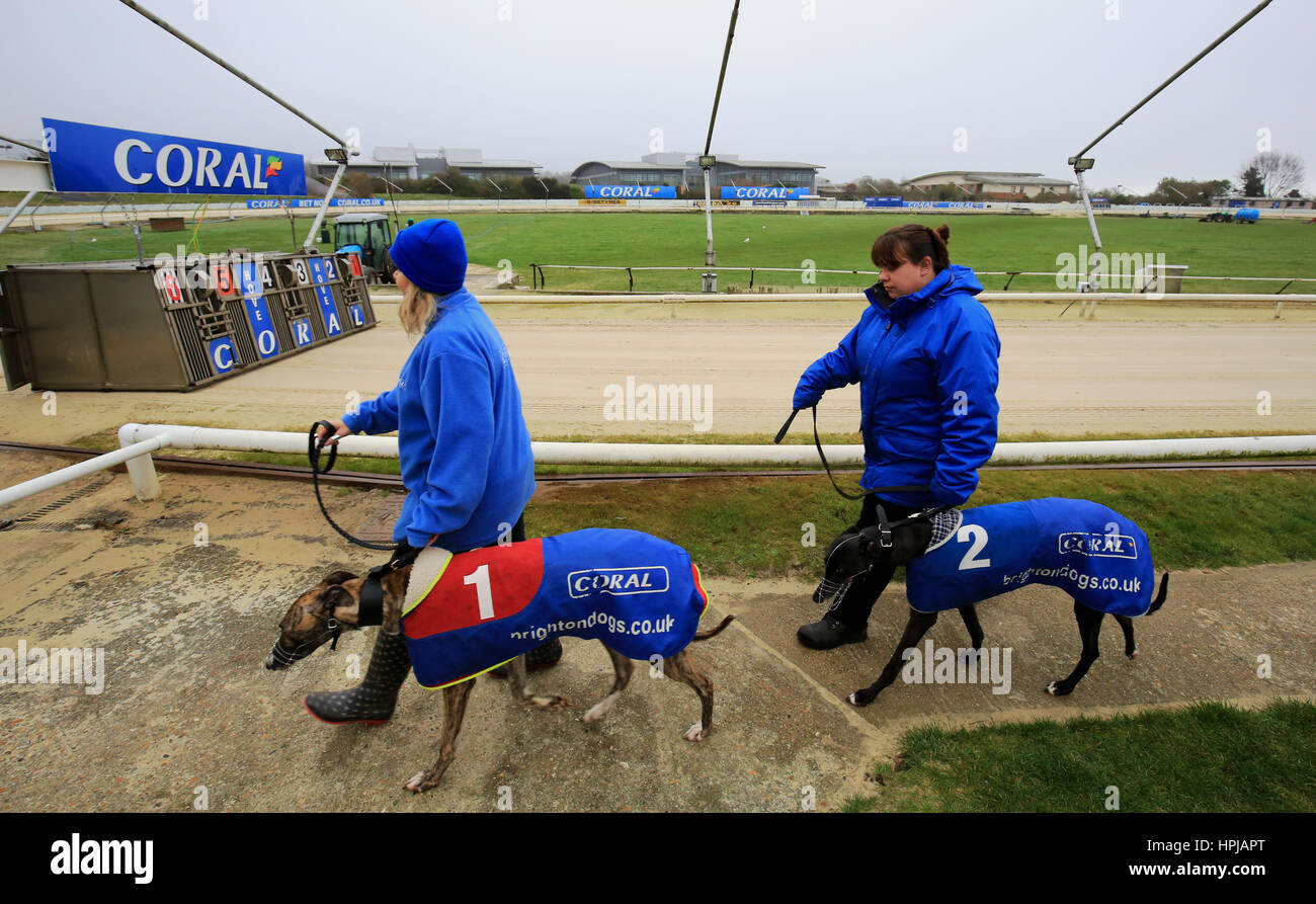 Konkurrenten werden vor dem Rennen im Coral Brighton & Hove Greyhound-Stadion vorgeführt. PRESSEVERBAND Foto. Bild Datum: Mittwoch, 22. Februar 2017. Bildnachweis sollte lauten: Gareth Fuller/PA Wire Stockfoto