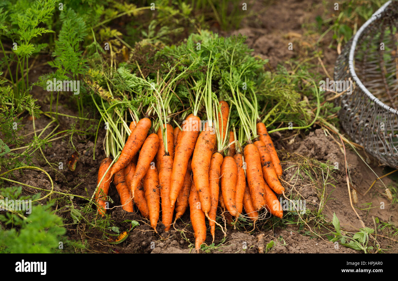 Hausgemachten bunten Karotten auf Patch Boden Stockfoto