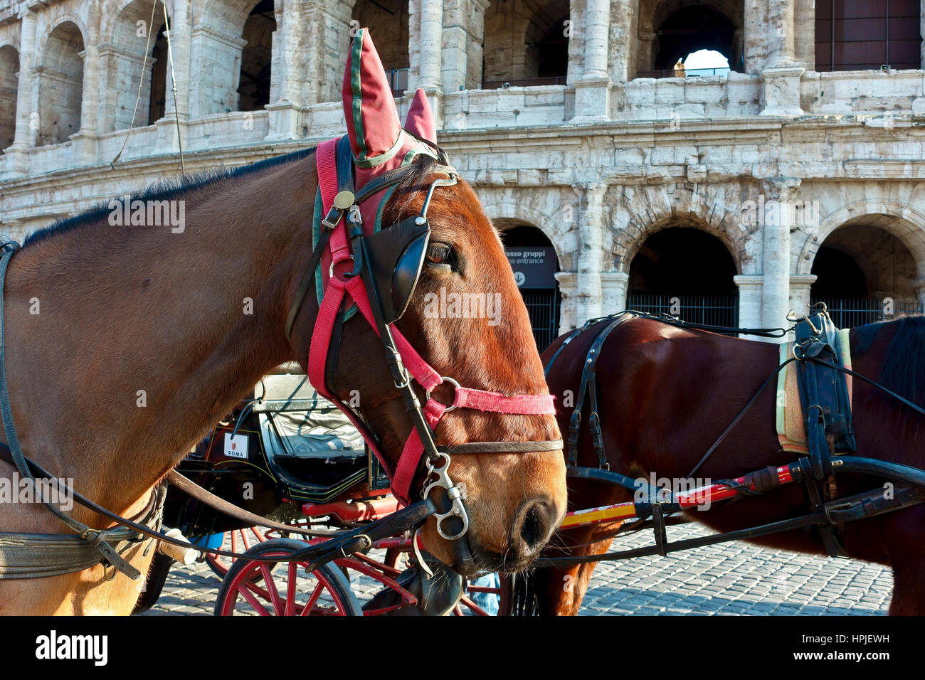 Nahaufnahme eines Pferdes, das bei Stadtführungen vor dem Kolosseum, dem Kolosseum, die Touristenkutsche gezogen hat. Rom, Italien, Europa, Europäische Union, EU. Stockfoto