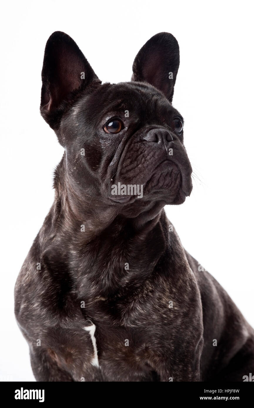 Franzoesische Bulldogge - französische Bulldogge Stockfoto