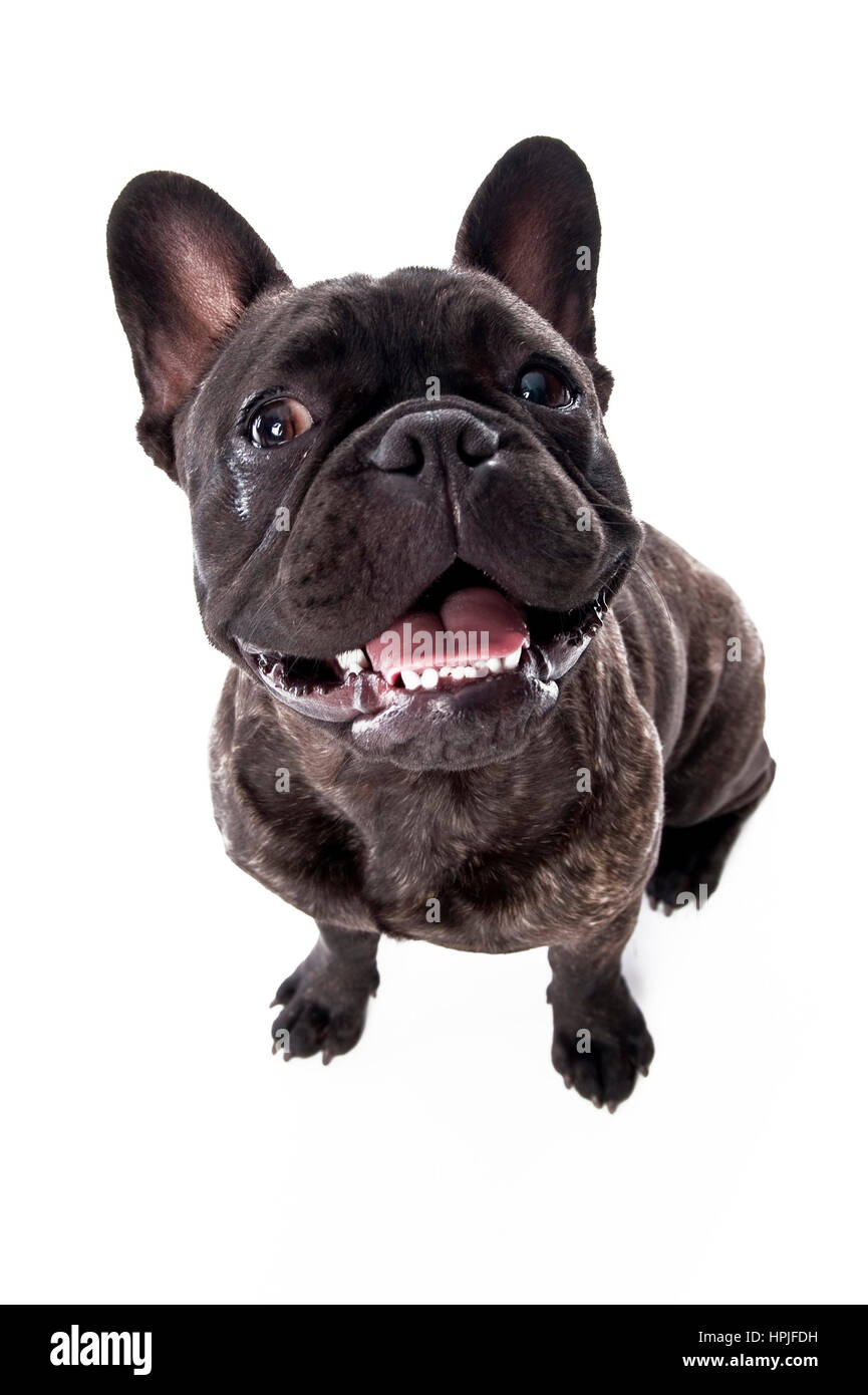 Franzoesische Bulldogge - französische Bulldogge Stockfoto