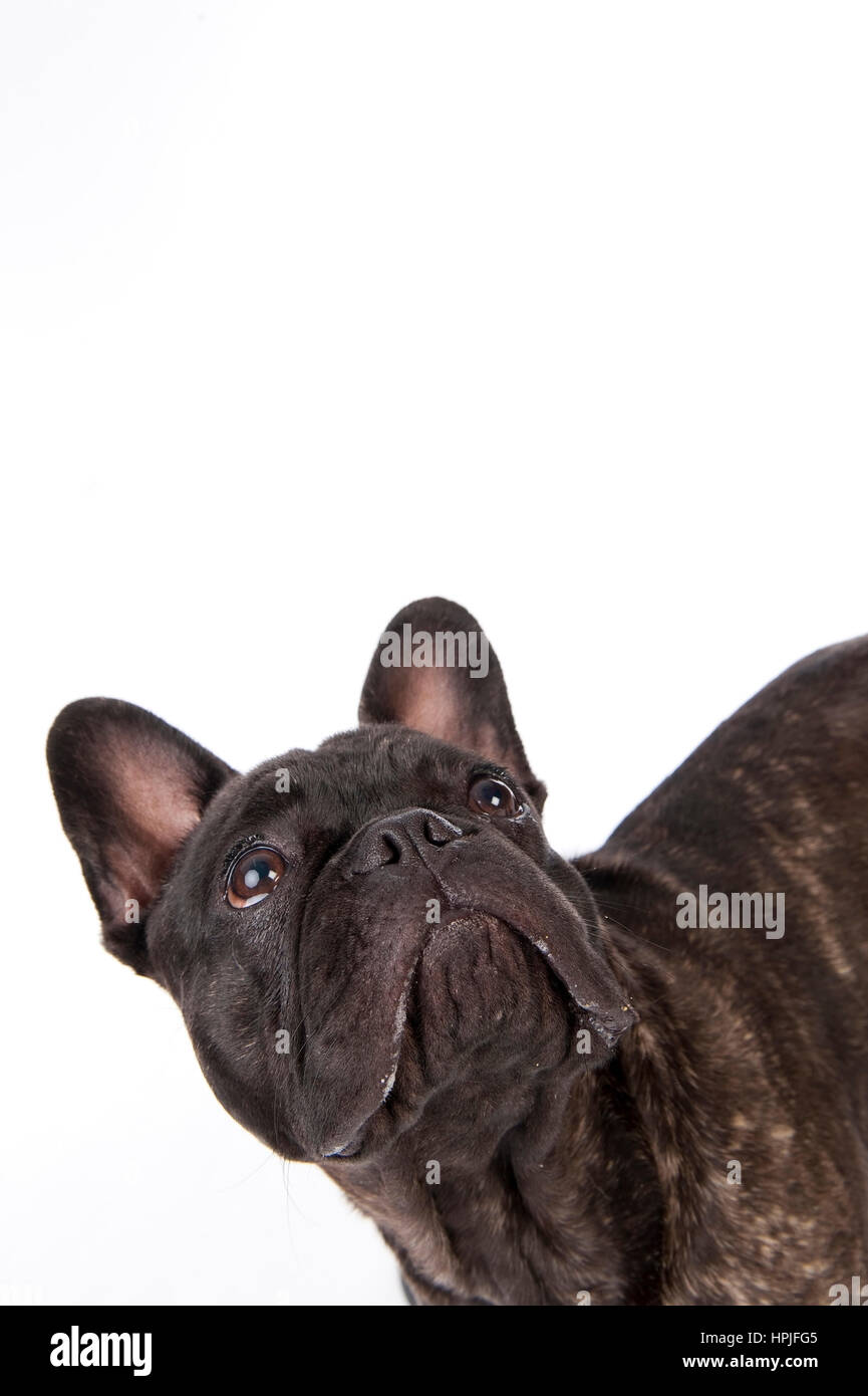 Franzoesische Bulldogge - französische Bulldogge Stockfoto