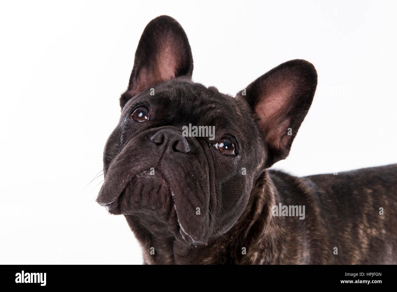 Franzoesische Bulldogge - französische Bulldogge Stockfoto