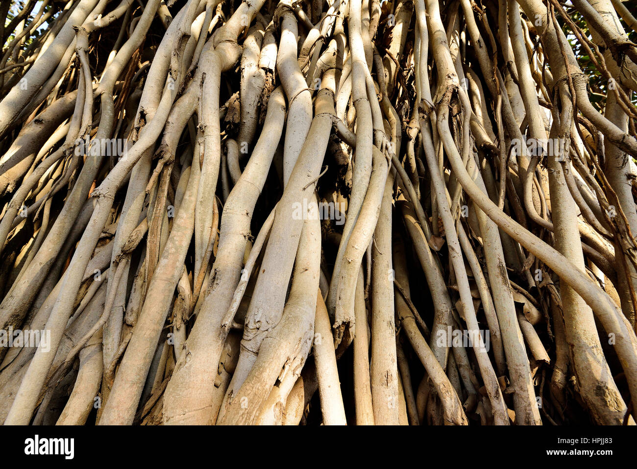 Wurzeln der Banyan-Baum Stockfoto