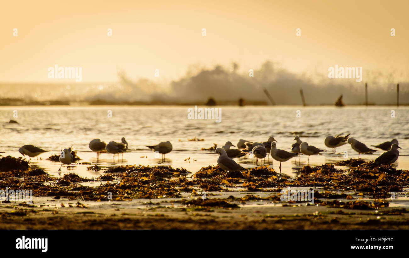 Möwen heraus hängen an der Newcastle Beach, Australien Stockfoto