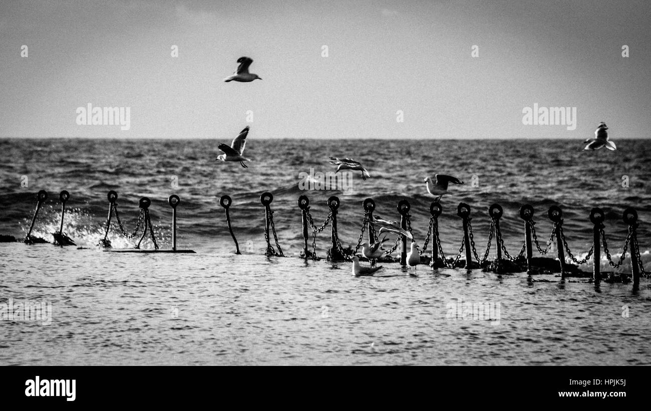 Möwen schwimmen um die Küste Newcastle Beach Stockfoto