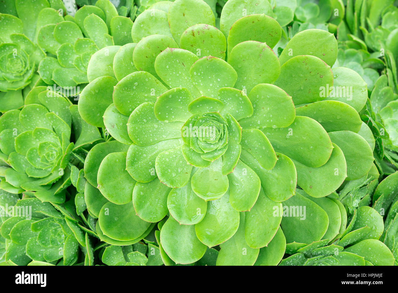Grüner saftiger Pflanzenhintergrund Stockfoto