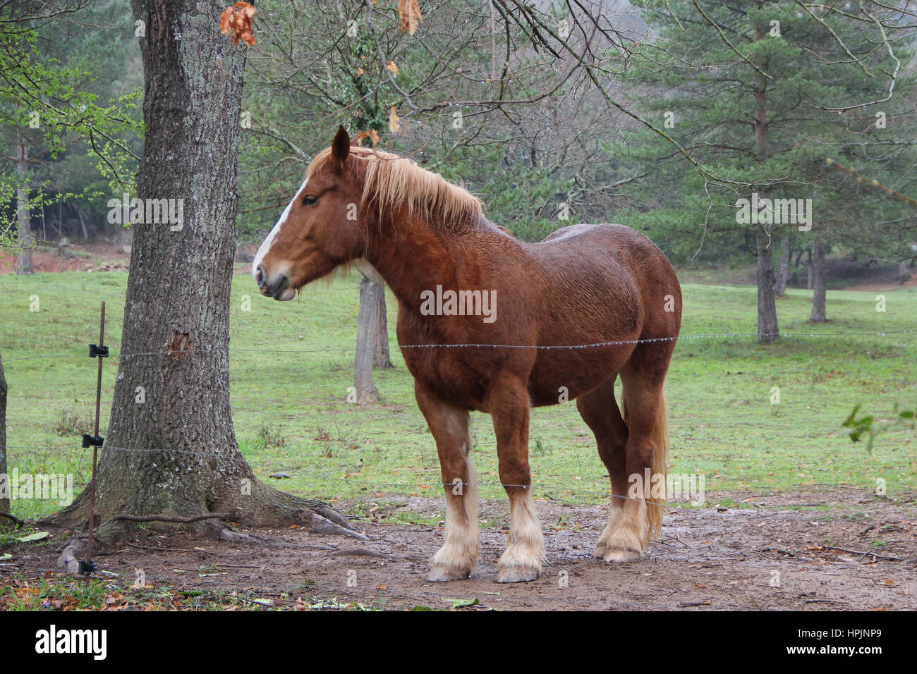 Große braune Pferd in der Natur Stockfoto